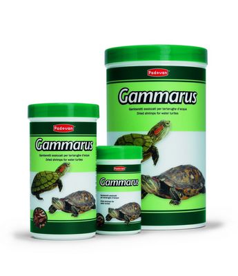 Gammarus